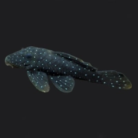 Glonojad Zbrojnik L30 Spectracanthicus punctatissimus
