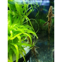 Zbrojnik Kolumbijski - Loricaria filamentosa