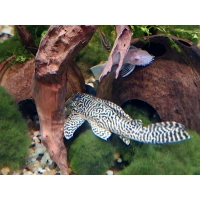 Glonojad zbrojnik L66L Hypancistrus sp. King Tiger