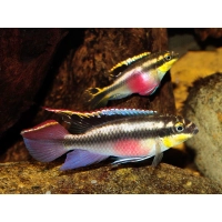Para barwniaków czerwonobrzuchych Pelvicachromis pulcher w akwarium