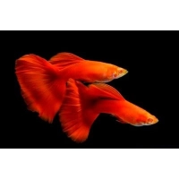 Gupik albinos czerwony Full Red Albino - Poecilia Reticulata