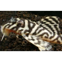 Zbrojnik Hypancistrus sp. L-236