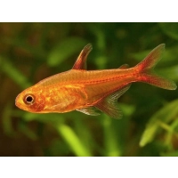 Bystrzyk Amandy - Bystrzyk karlik - Hyphessobrycon Amandae