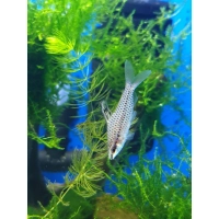 Stojaczek punktowany - Chilodus punctatus