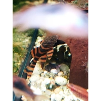 Zbrojnik L 397 - Panaqolus sp. L-397 Glonojad