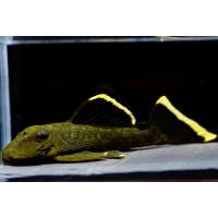 Zbrojnik Glonojad L-47 - Baryancistrus chrysolomus (Mango)