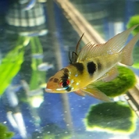 Pielęgniczka Ramireza GOLD złota - Microgeophagus ramirezi
