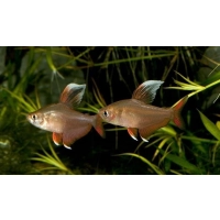 Bystrzyk ornatus białopłetwy - Hyphessobrycon bentosi var. White Fin