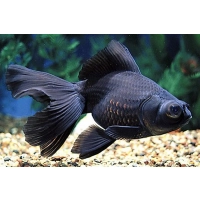 Welon Teleskop czarny - Carassius auratus
