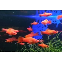 Mieczyk czerwony-Xiphophorus hellerii