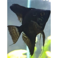 Skalar Czarny - Pterophyllum scalare var. Black
