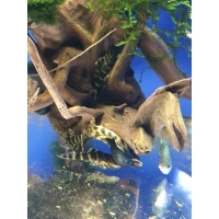 Zbrojnik L104 - Panaqolus maccus - Peckoltia maccus