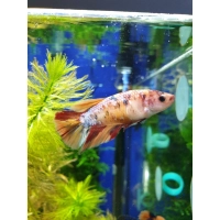 Bojownik samica - różne odmiany - Betta splendens