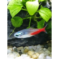 Neon Diamentowy - Paracheirodon innesi var. diamond
