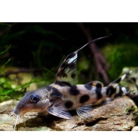 Giętkoząb ozdobny - Synodontis Decorus
