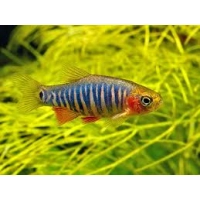 Danio erythromicron-Razbora erythromicron