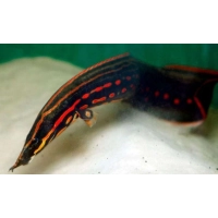 Węgorek ognisty – Długonos fire - Mastacembelus erythrotaenia