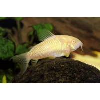 Kirysek Albinos - Corydoras Albino