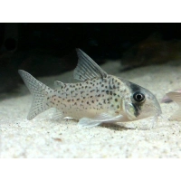 Kirysek Kanei - Corydoras Canei