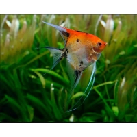 Skalar Koi Red Devil - Pterophyllum scalare