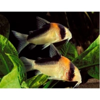 Kirysek Adolfa - Corydoras Adolfoi