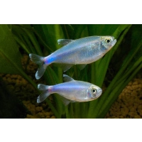 Tetra niebieska (Maranka) - Boehlkea fredcochui