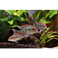 ziemiojad red head tapajos w akwarium