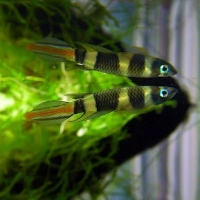 Szczupieńczyk karłowaty-epiplatys annulatus
