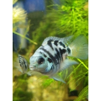 Pielęgnica Papuzia Blue Tiger - Parrot Cichlid Blue Tiger