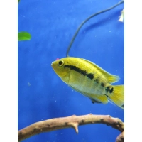 Pielęgnica miodowa - Archocentrus multispinosus