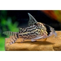 Kirysek Scwartzi - Corydoras Schwartzi