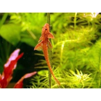 Loricaria Red, Zbrojnik lancetowaty - Rineloricaria lanceolata