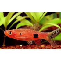 Razbora Kalochroma - Razbora Wielkoplama - Rasbora Kalochroma
