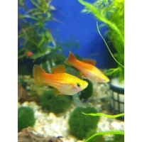 Mieczyk ananasowy - Xiphophorus hellerii pinapple