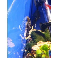 Zbrojnik L177 - Baryancistrus xanthellus Golden Nugget