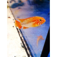 Pielęgniczka Viejita – Apistogramma viejita