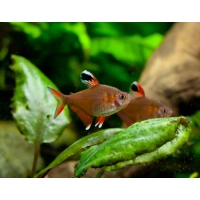 Bystrzyk ornatus - Hyphessobrycon bentosi