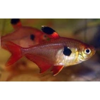 Bystrzyk barwny - Minor - Hyphessobrycon eques