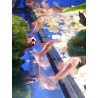 Kirysek Red Laser CW010 – Corydoras Peru Red Stripe