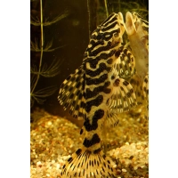 Zbrojnik Peckoltia Compta L134 - glonojad