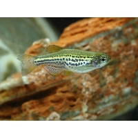 Danio Lamparcie - Danio rerio var. frankei