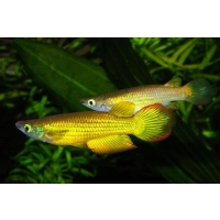 Szczupieńczyk złoty Aplocheilus lineatus Gold
