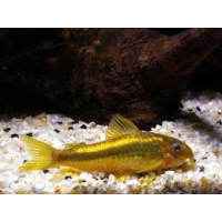 Kirysek Gold Laser CW 010 - Corydoras Peru Gold stripe