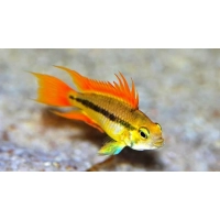 Pielęgniczka Kakadu - Apistogramma cacatuoides