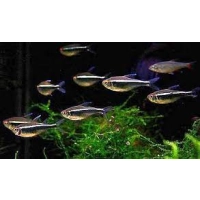 Neon Czarny - Bystrzyk Axelroda - Hyphessobrycon herbertaxelrodi