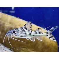 Mandi Mały - Pimelodus pictus
