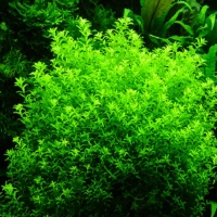 Micranthemum micranthemoides – roślina akwariowa z uprawy podwodnej