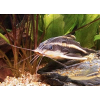 Sum liniowy - Platydora kolczasta -Platydoras armatulus