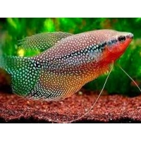 Gurami mozaikowe - Trichogaster leeri