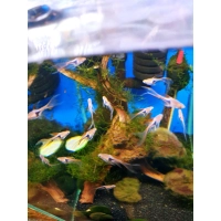 Razbora klinowa welonowa – Trigonostigma heteromorpha longfin